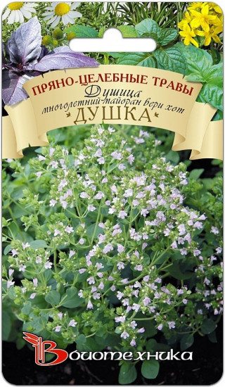 Семена душицы «Многолетний майоран Вери хот Душка»