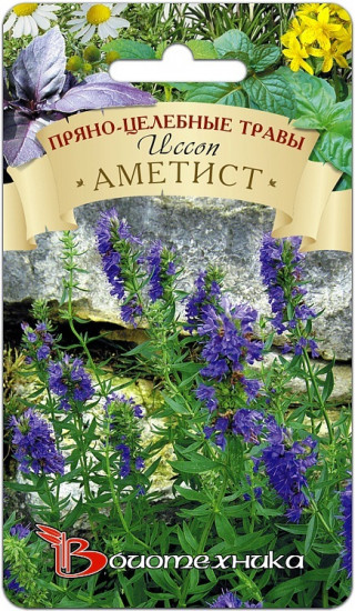 Семена иссопа «Аметист»