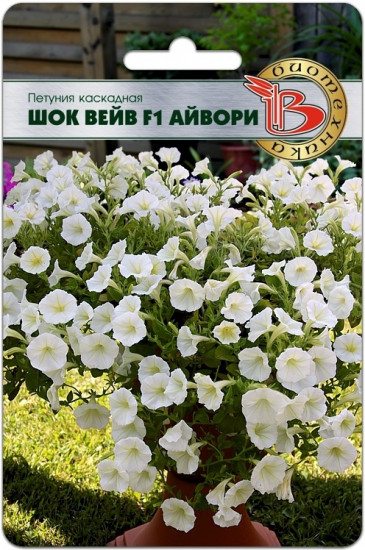Семена петунии каскадной «Шок Вейв F1 Айвори»