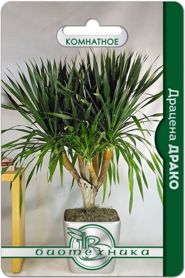 Драцена «Драко»