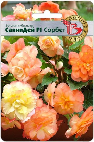 Бегония гибридная «Санни Дей F1 Сорбет»