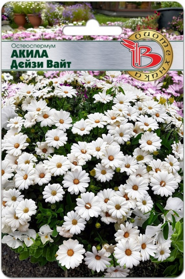 Семена цветов «Остеоспермум Акила Дейзи Вайт»