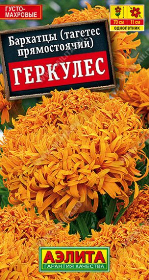 Бархатцы «Геркулес прямостоячий»