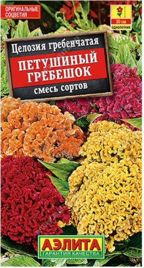 Целозия гребенчатая «Петушиный гребешок»