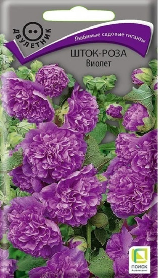 Шток-роза «Виолет»
