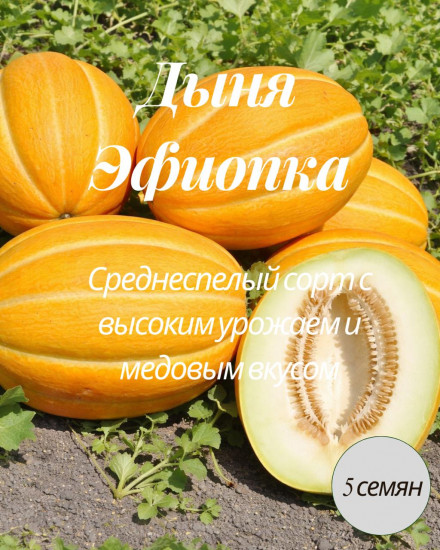 Дыня «Эфиопка»