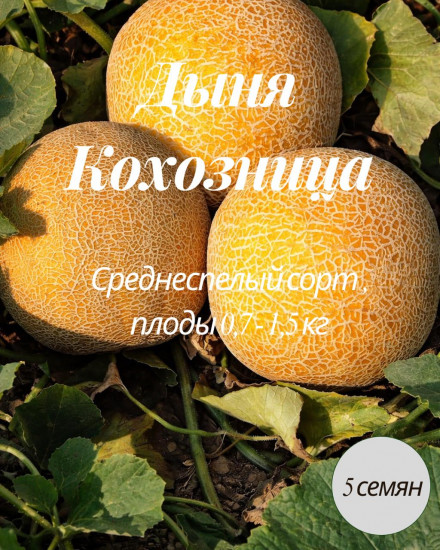 Дыня «Колхозница»