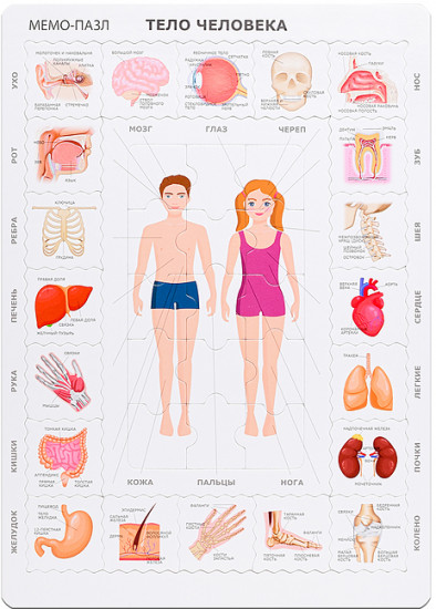 Мемо-пазл «Тело Человека»