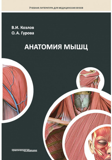 Анатомия мышц