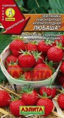 Земляника ремонтантная крупноплодная «Любаша», 10 шт