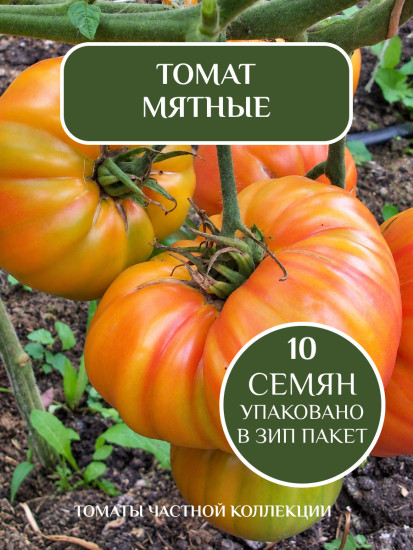 Коллекционные семена томата «Мятные»