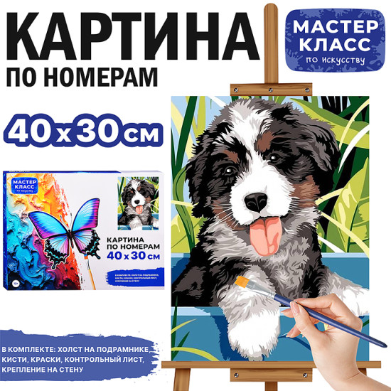 Картина по номерам «Бернский зенненхунд»