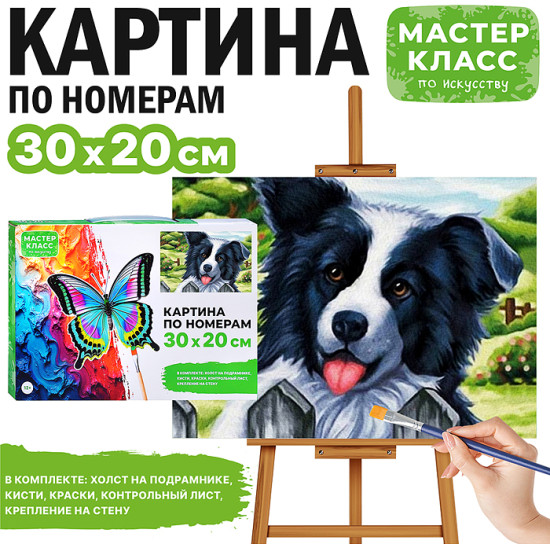 Картина по номерам «Бордер-колли»