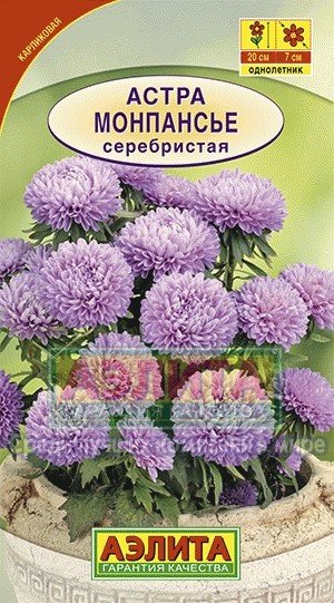 Семена. Астра «Монпансье серебристая», 0,2 г