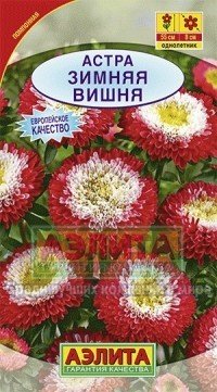 Семена. Астра «Зимняя вишня», помпонная, 0,2 г
