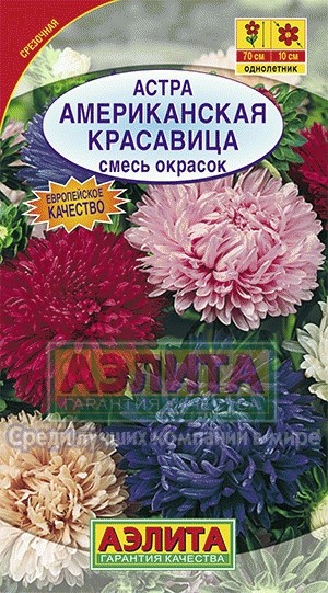 Семена. Астра «Американская красавица», смесь, 0,2 г