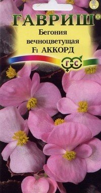 Семена. Бегония «Аккорд F1»
