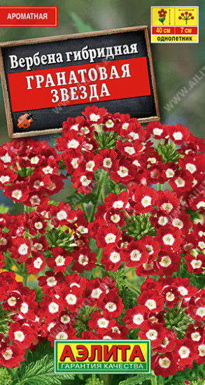 Семена. Вербена «Гранатовая звезда»
