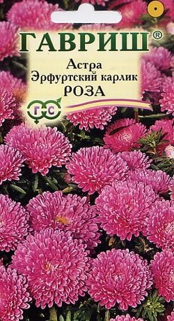 Семена. Астра «Эрфуртский карлик. Роза», 0,3 г