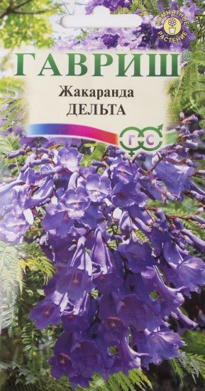 Семена. Жакаранда «Дельта»