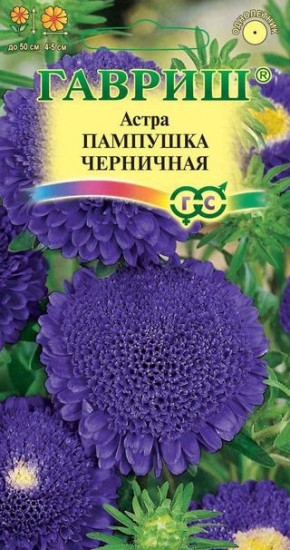 Семена. Астра «Пампушка черничная», 0,3 г