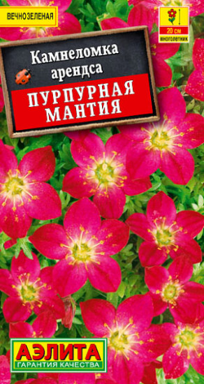 Семена. Камнеломка «Пурпурная мантия»