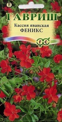 Семена. Кассия яванская «Феникс»