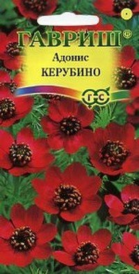 Семена. Адонис летний «Керубино», 0,2 г