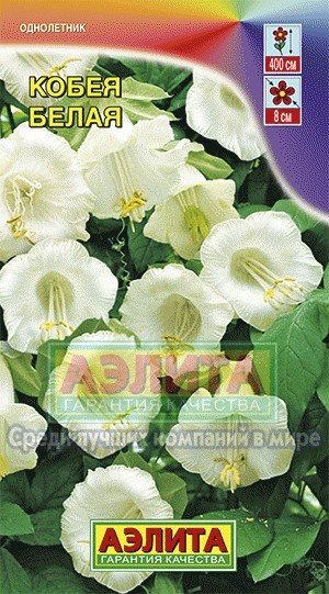 Семена. Кобея белая