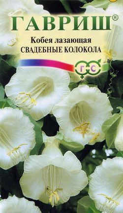 Кобея лазающая «Свадебные колокола», 5 шт