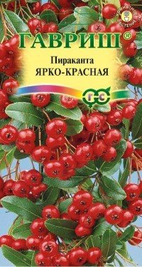 Семена. Пираканта «Ярко-красная»