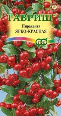 Семена. Пираканта «Ярко-красная» (5 штук)