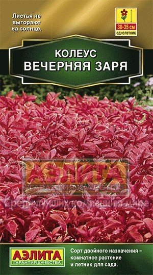 Семена. Колеус блюме «Вечерняя заря»