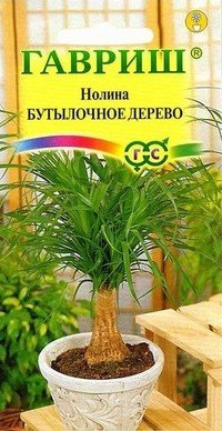 Семена. Нолина «Бутылочное дерево»