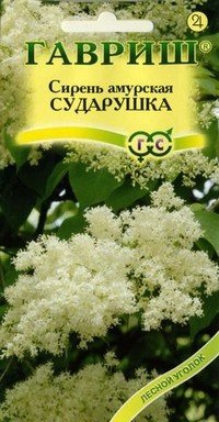 Семена. Сирень амурская «Сударушка»