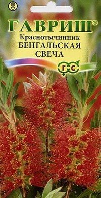 Семена. Краснотычинник «Бенгальская свеча»