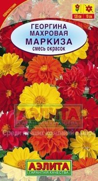 Семена. Георгина «Маркиза»