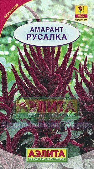 Семена. Амарант «Русалка темнолистный», 0,3 г