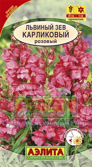 Семена. Львиный зев «Карликовый»