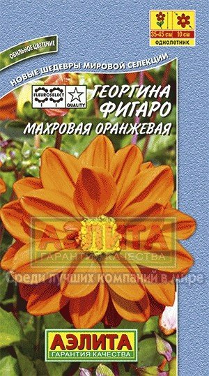 Семена. Георгин «Фигаро», оранжевый