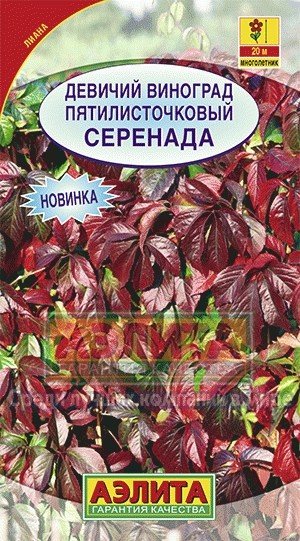 Семена. Виногрд девичий «Серенада»