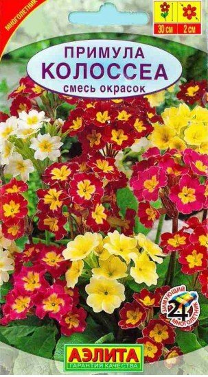 Семена. Примула «Колоссеа», 0,05 г