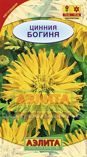 Семена. Цинния кактусовидная «Богиня», 0,3 г