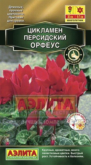 Семена. Цикламен персидский «Орфеус»