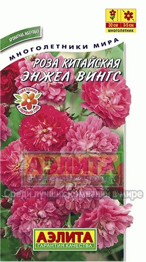 Семена. Роза китайская «Энжел вингс»