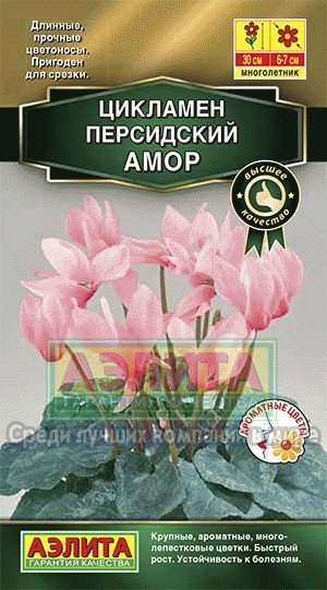 Семена. Цикламен персидский «Амор»