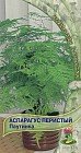 Семена. Аспарагус перистый «Паутинка»