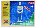 Конструктор деревянный 3D «Скелет человека»