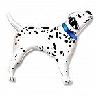 Шар фольга «Далматин настоящий», 30"