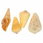 Набор ракушек 100 г